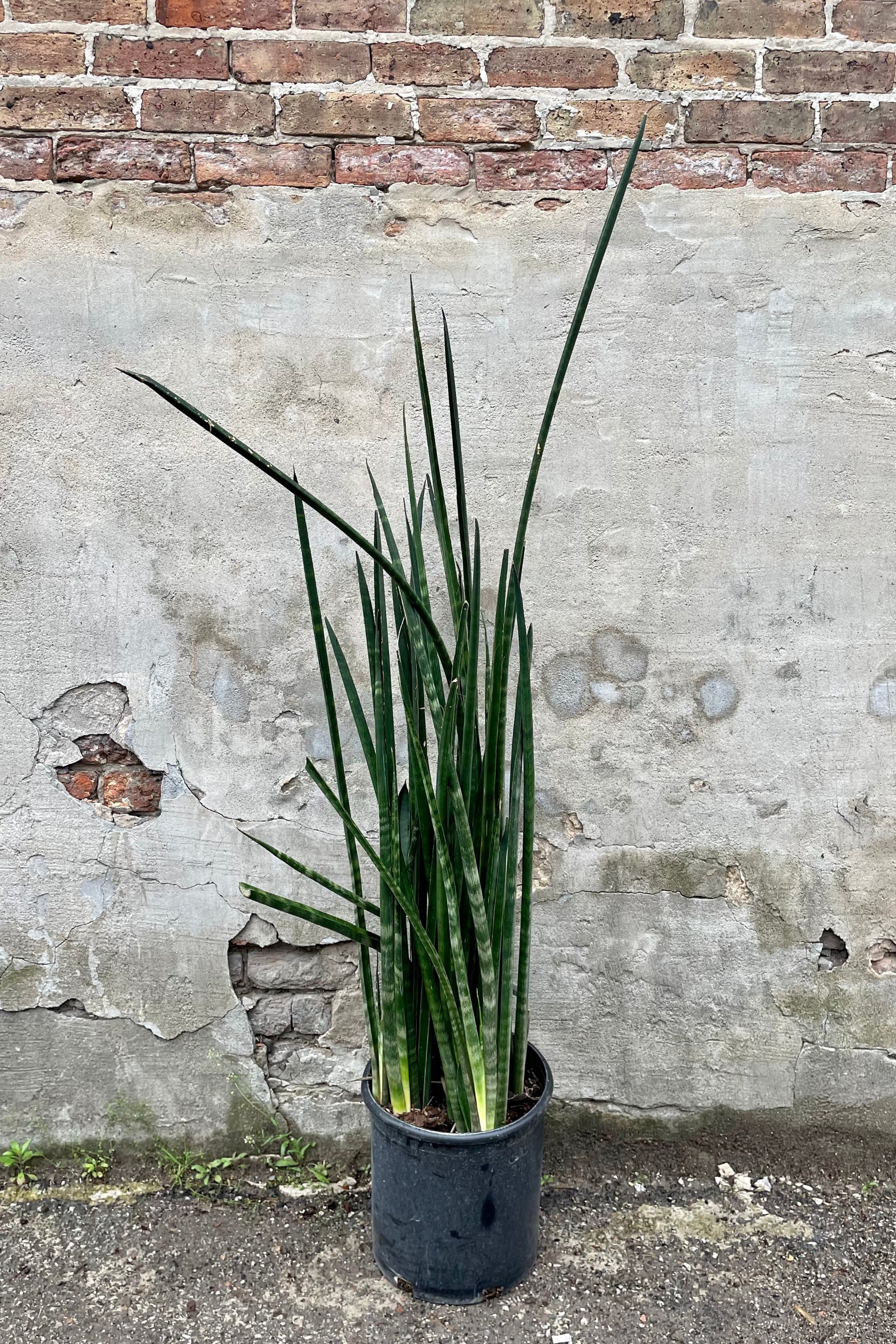 Sansevieria 'African Spears' in a #12 growers pot standing tall against a concrete wall. 