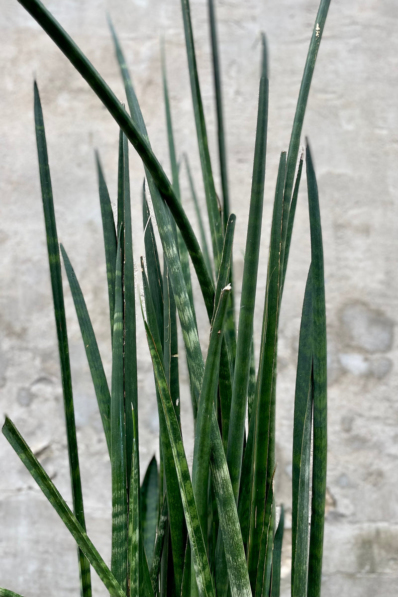detail of Sansevieria cylindrica 'African Spears' 12" against a grey wall