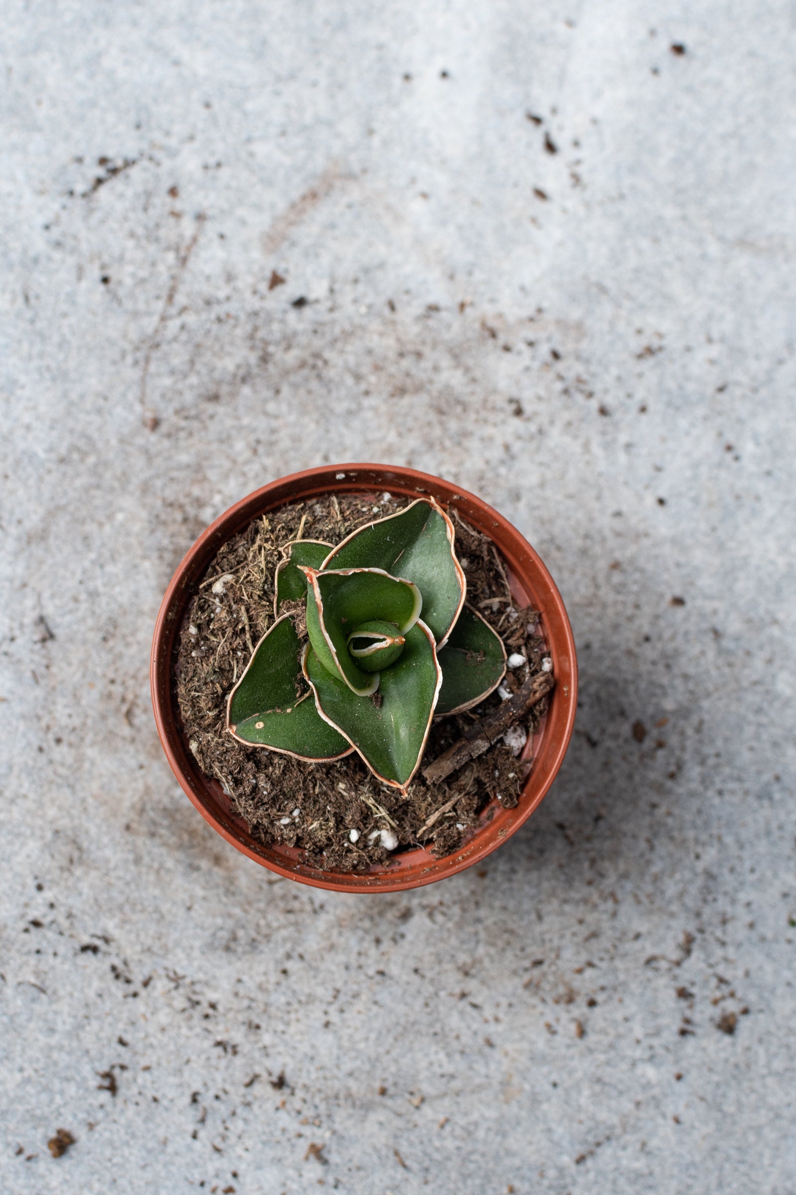 Sansevieria ehrenbergi "Samurai Dwarf" in a 3" pot looking over it. 