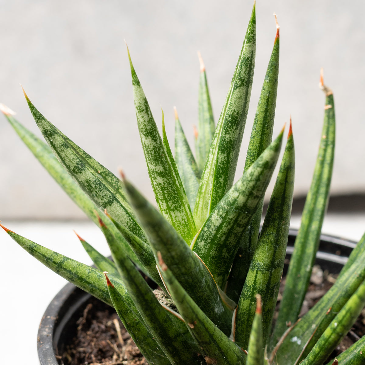 sansevieria francisii variegata Sansevieria francisii 4" at SPROUT HOME