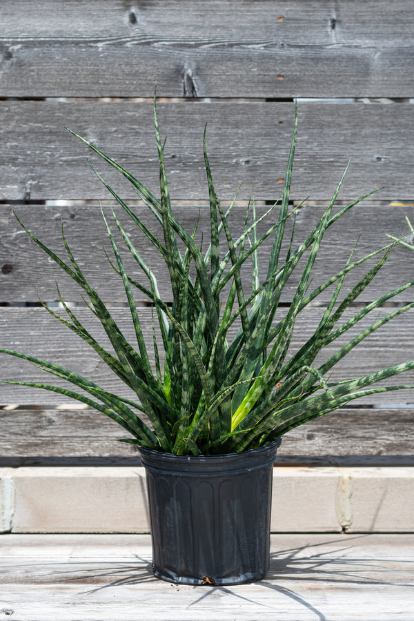 Sansevieria 'Fernwood' in grow pot in front of grey wood background