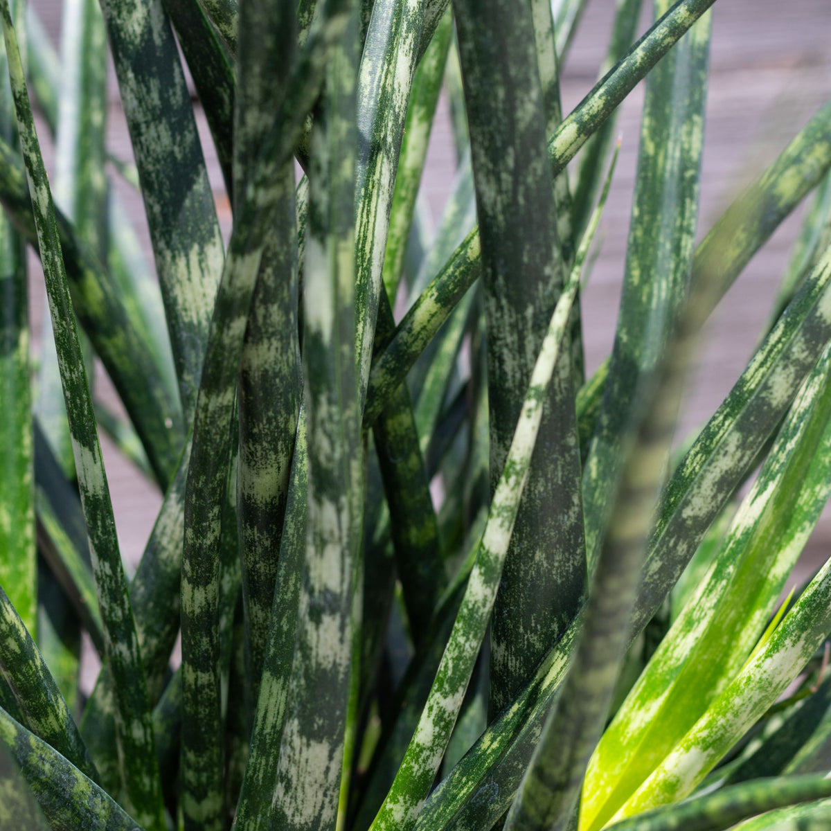 sansevieria horwood Sansevieria 'Fernwood' 8" at SPROUT HOME