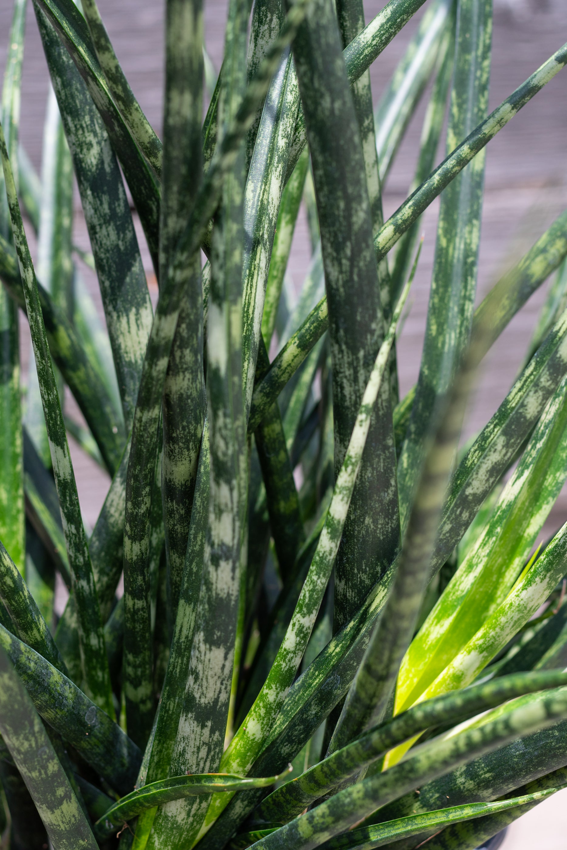 Close up of Sansevieria 'Fernwood'
