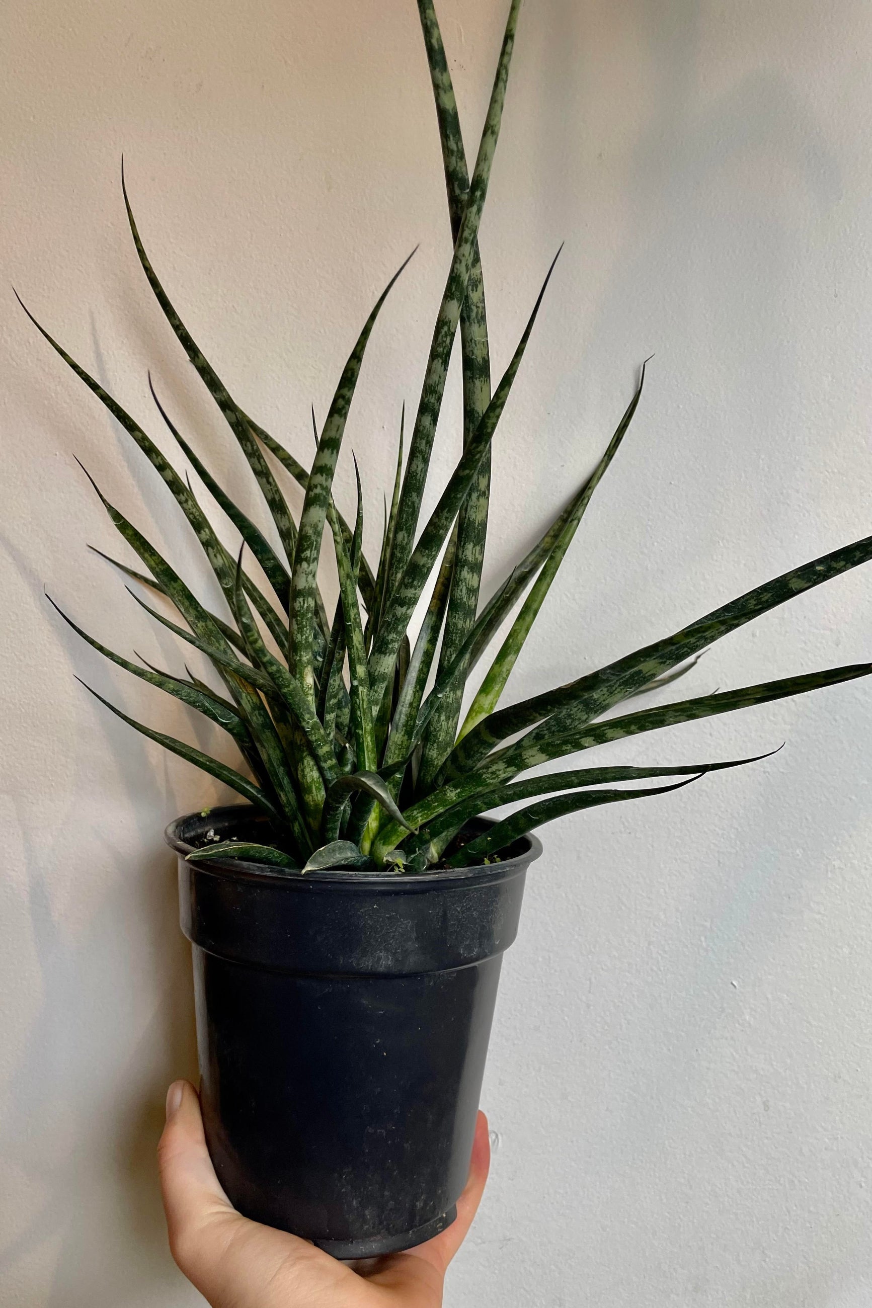 A hand holds the Sansevieria 'Fernwood Metallica' 6"  against a white backdrop. ©Sprout Home