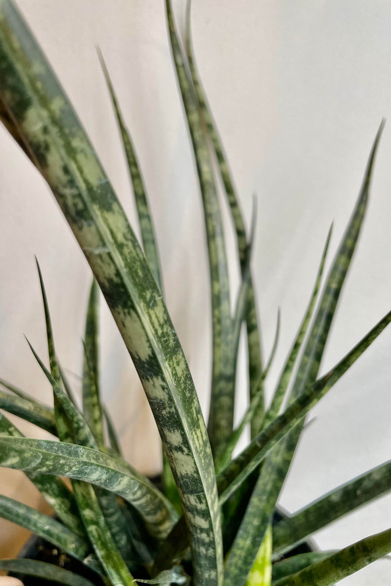 A detailed look at the foliage of the Sansevieria 'Fernwood Metallica' 6".