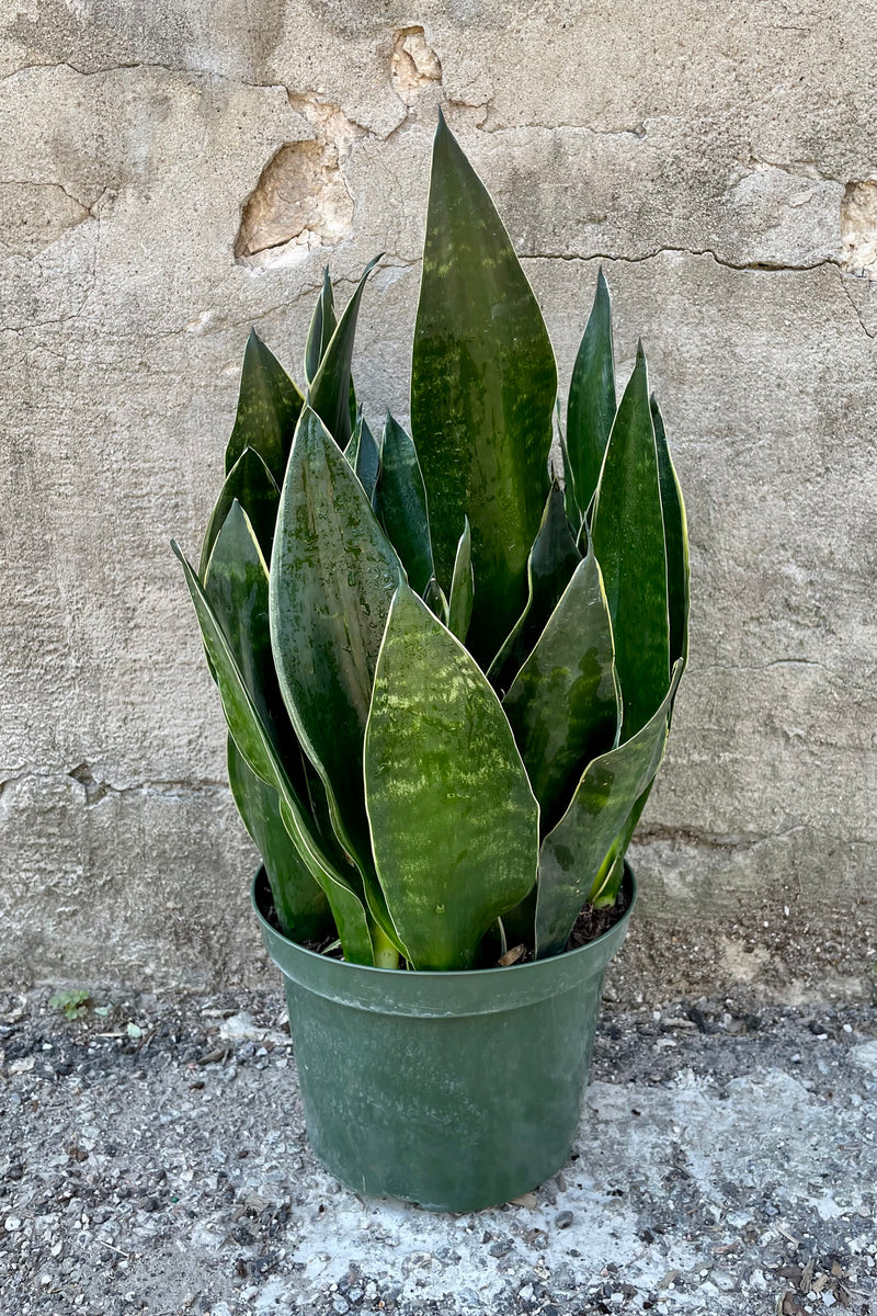 Sansevieria 'Fabi' in an 8" growers pot against a concrete wall showing its tough dark green tongue like leaves at Sprout Home.
