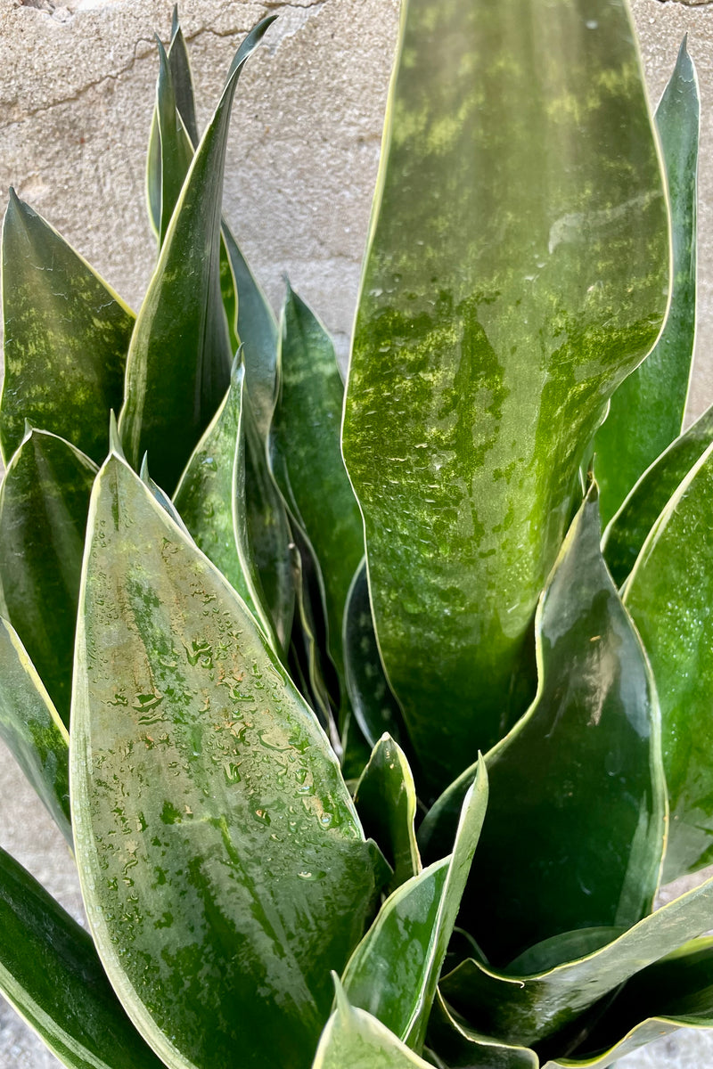 Detail picture of the thick deep green upright leaves of the Sansevieria 'Fabi'