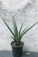 Sansevieria 'Fernwood' in 4 inch pot in front of grey background