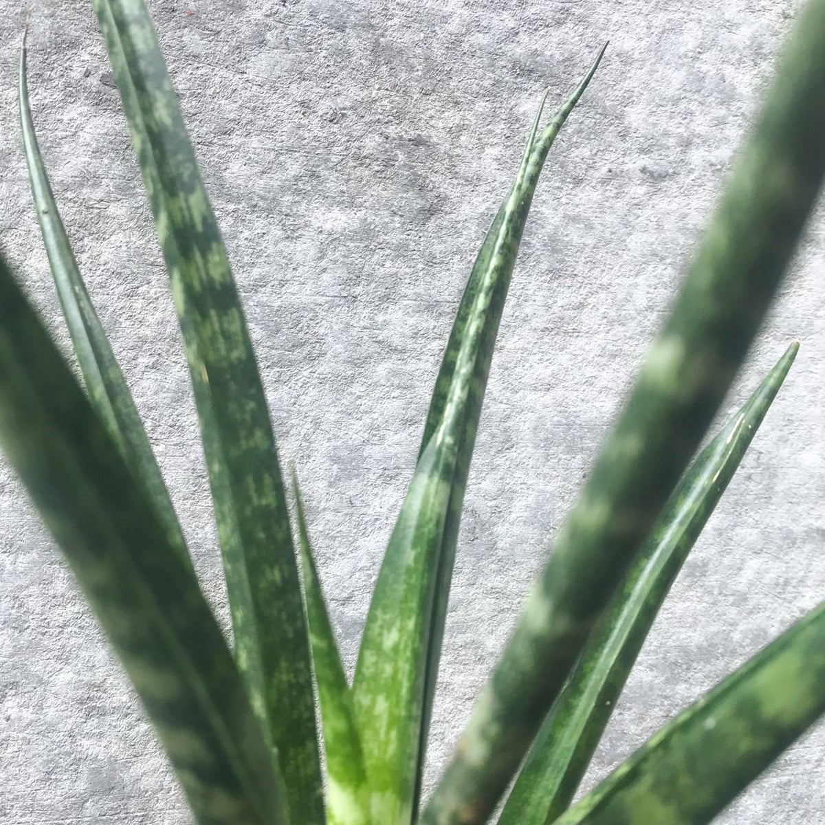 silver nymph sansevieria Fernwood Mikado Snake Plant - Sanseveria