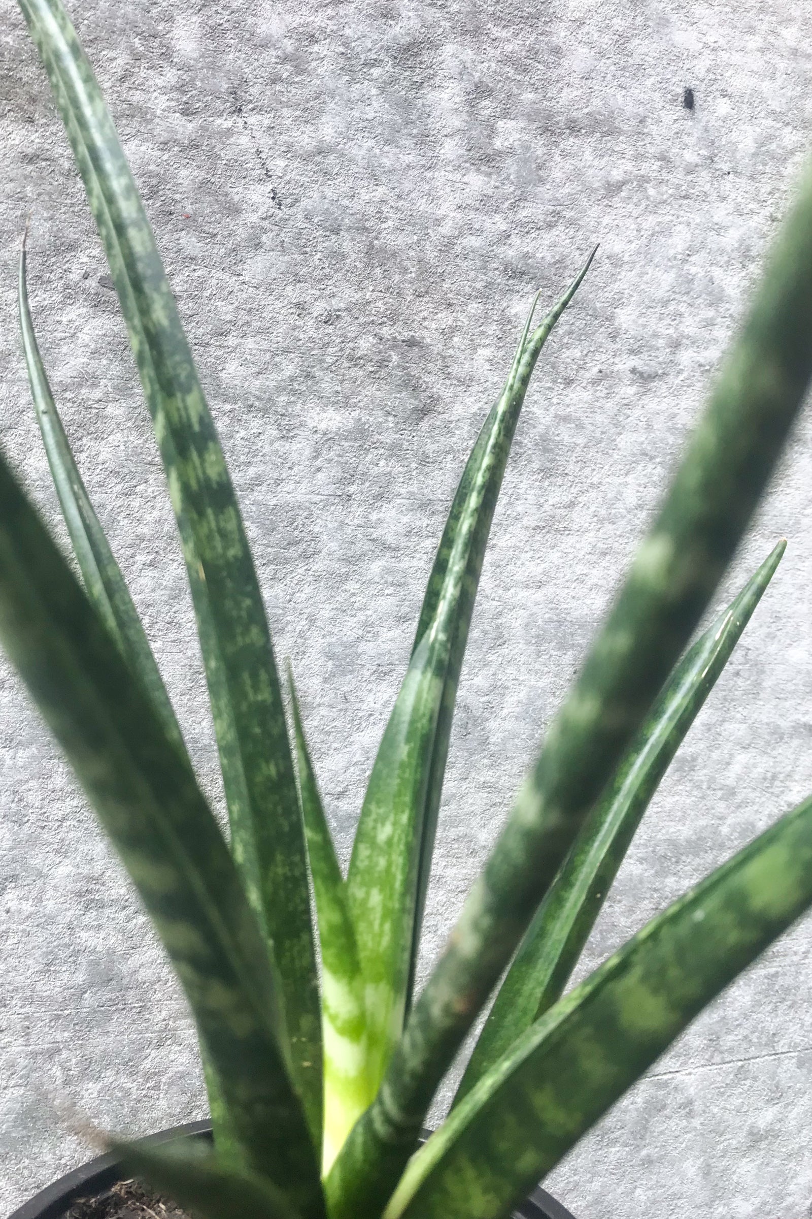 Close up of Sansevieria 'Fernwood'