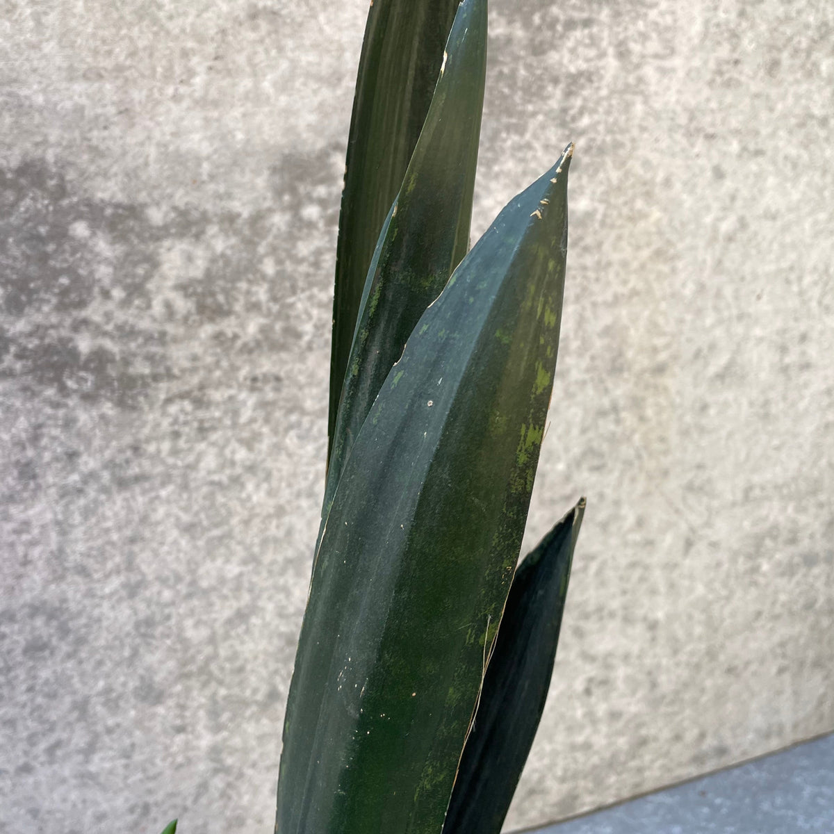 green mermaid sansevieria for sale Sansevieria 'Green Mermaid' 6"