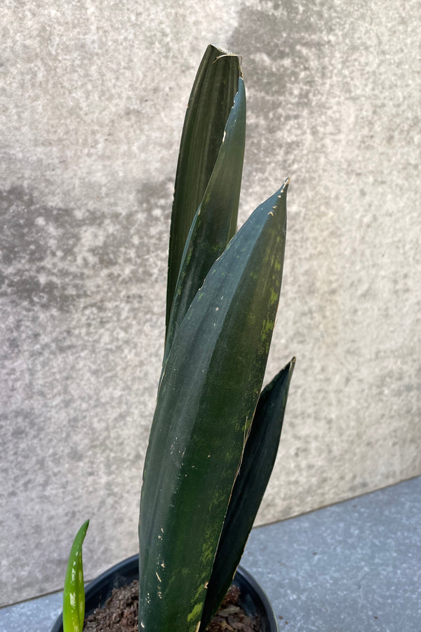 Sansevieria 'Green Mermaid' plant and its thick leaves.