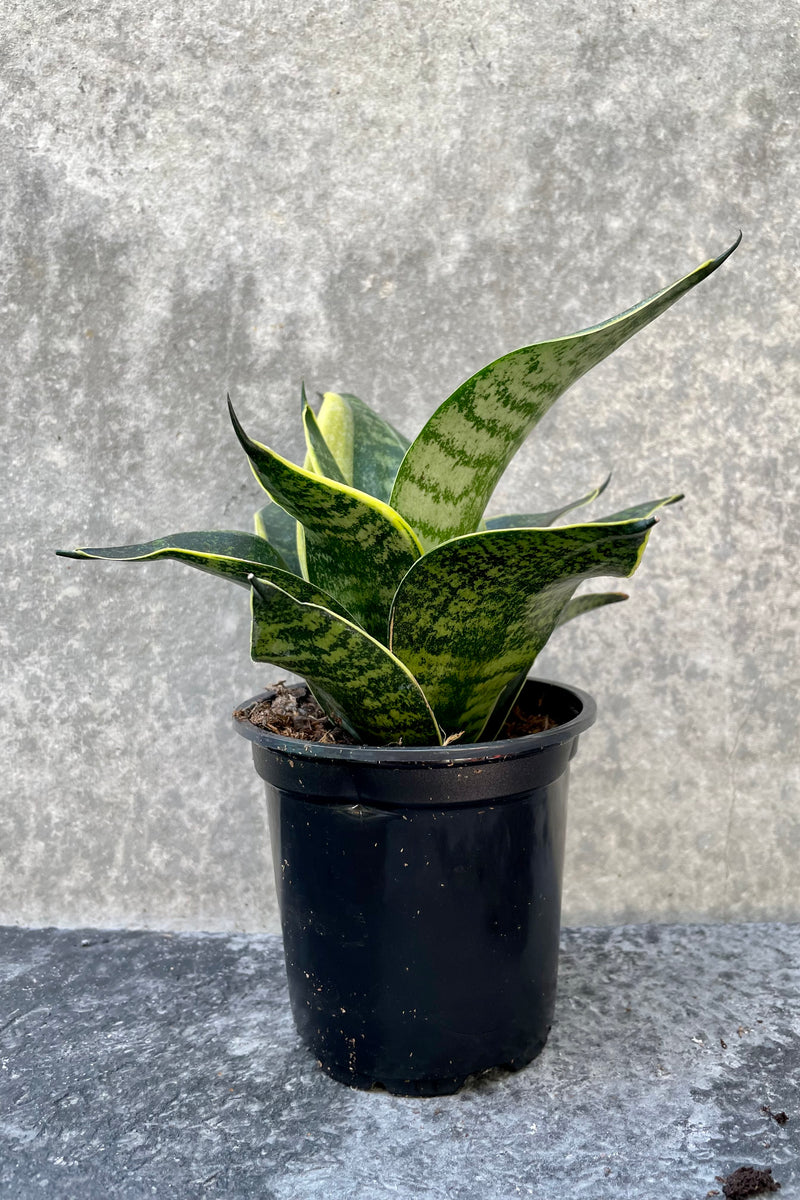 Sansevieria 'Hahnii' in grow pot in front of grey background
