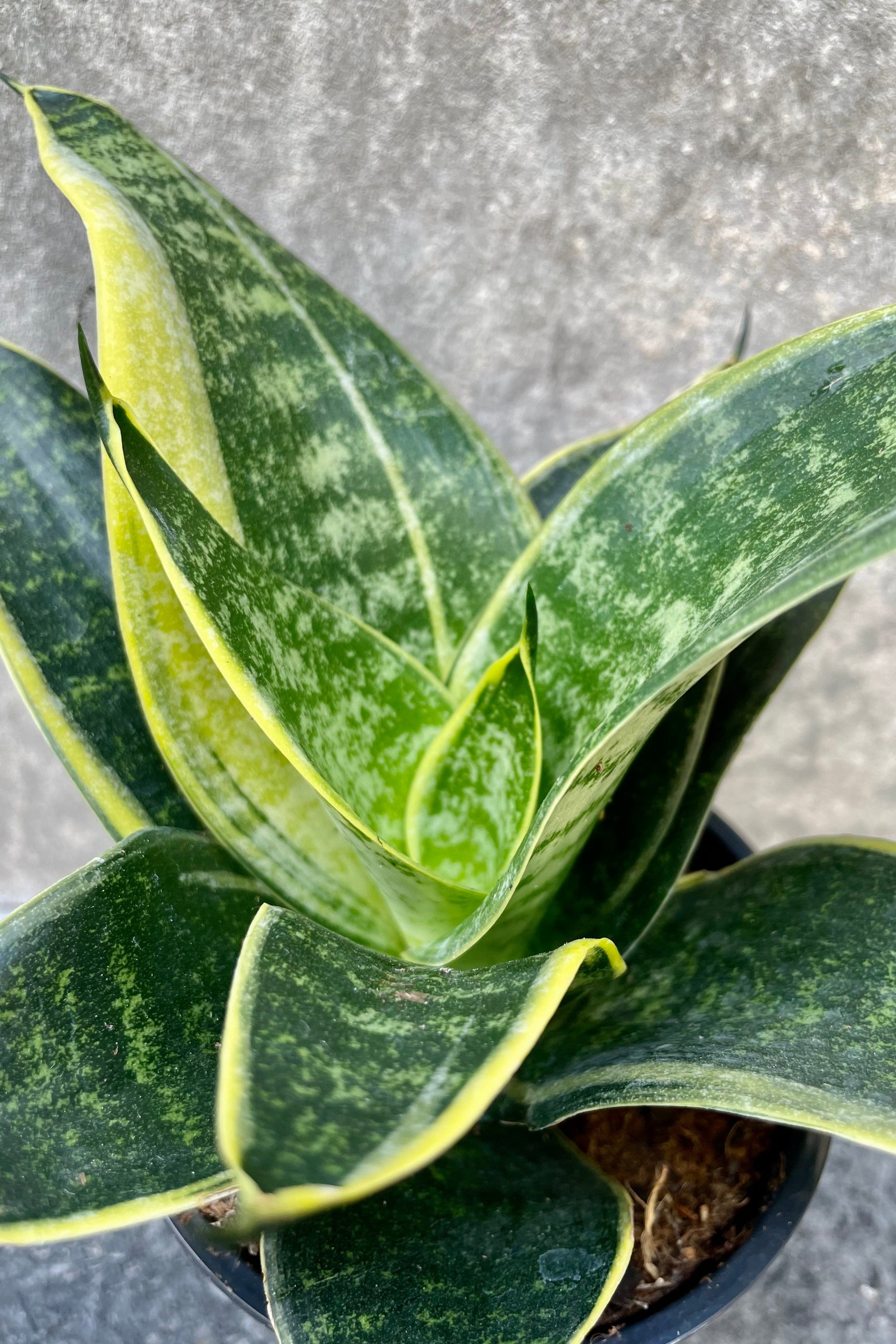 Close up of Sansevieria 'Hahnii' in front of grey background ©Sprout Home