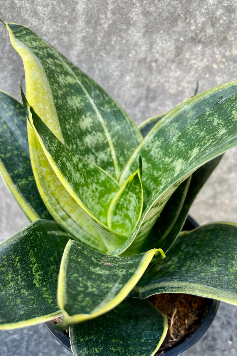 Close up of Sansevieria 'Hahnii' in front of grey background