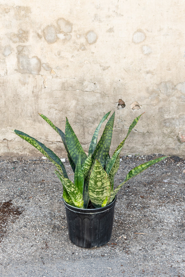 Sansevieria Jaboa in front of concrete wall in 10 inch grow pot