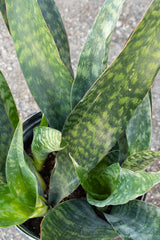Top-down view of sansevieria jaboa leaves