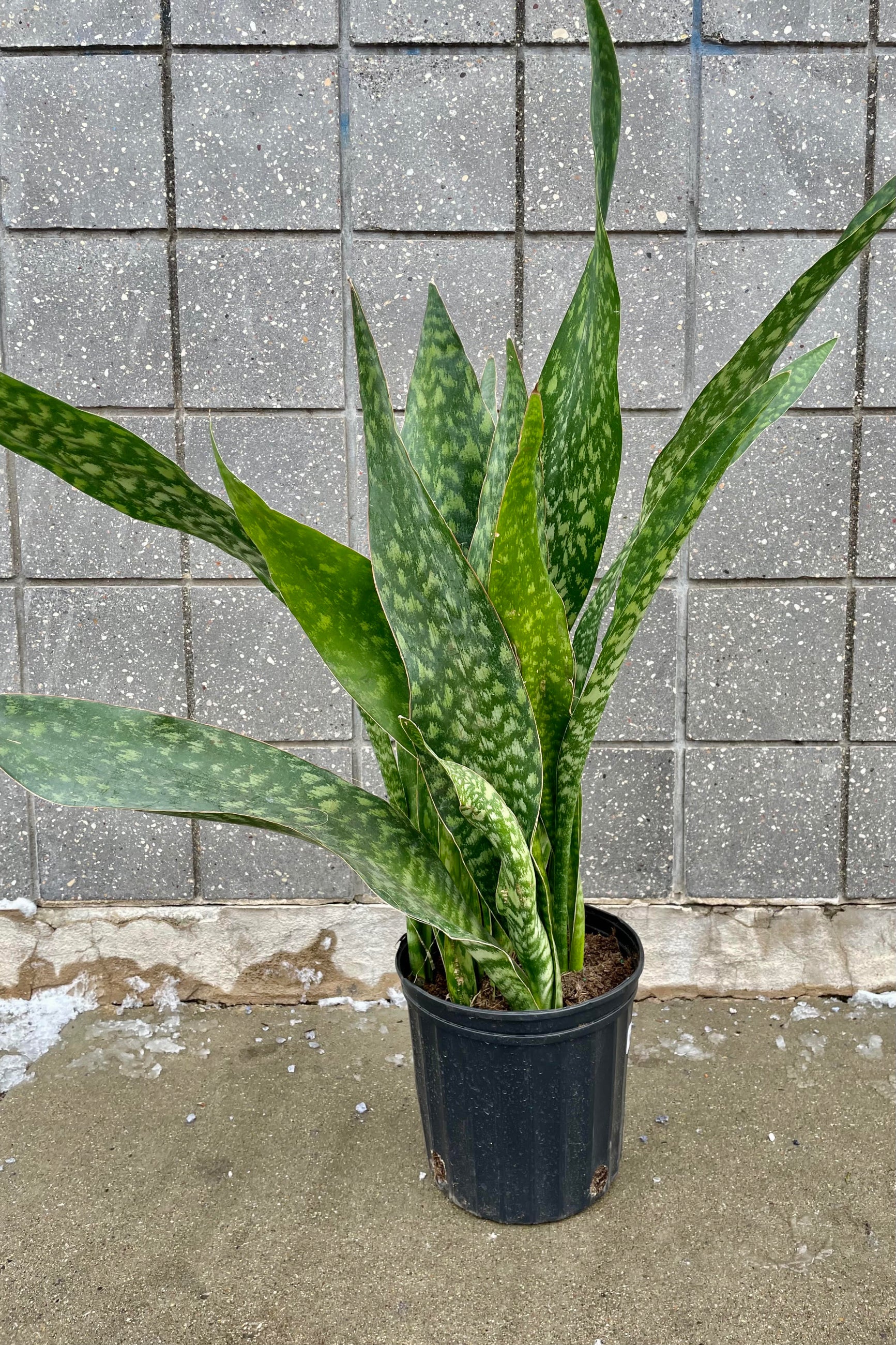 The Sansevieria 'Jaboa' 8" sits against a grey backdrop. ©Sprout Home
