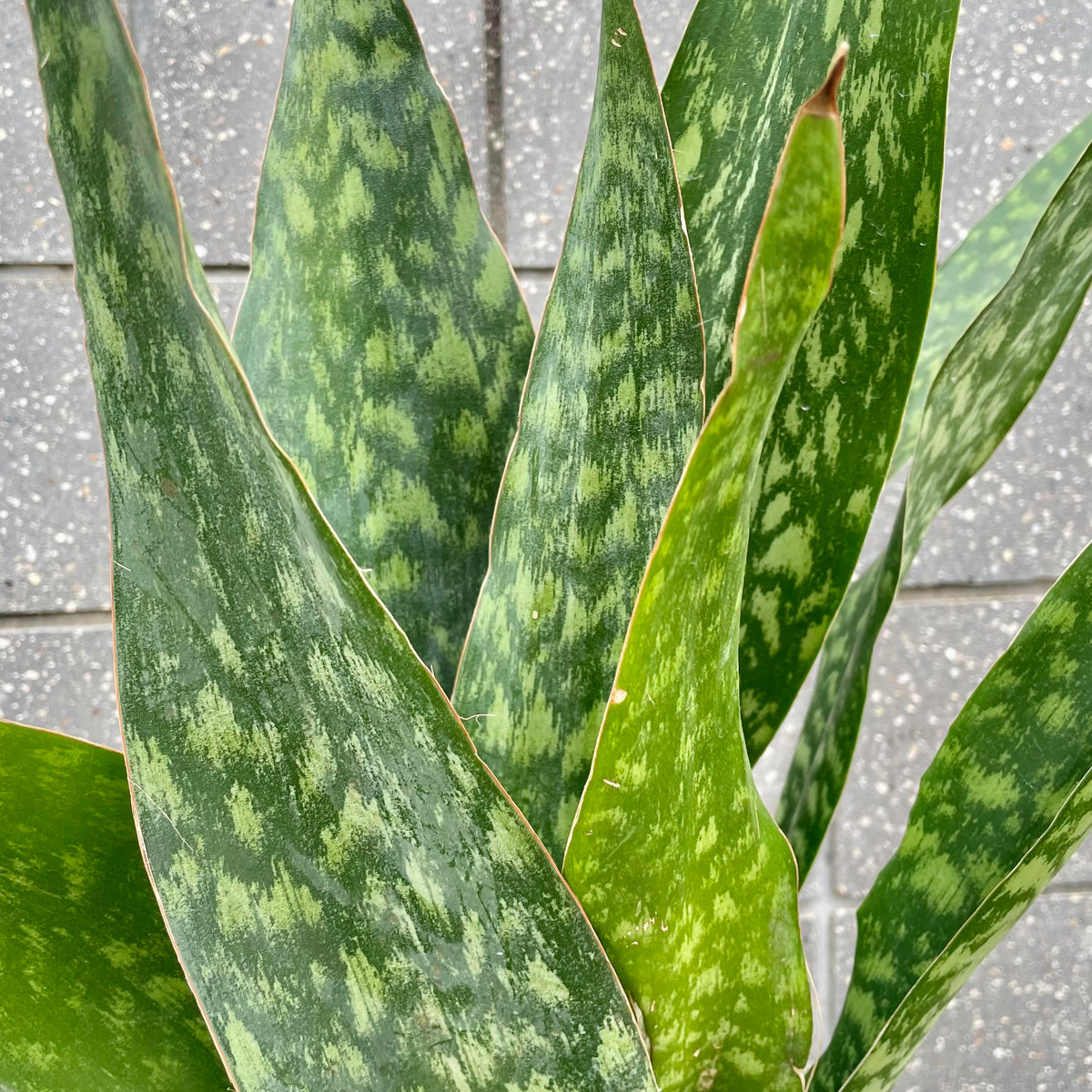jaboa snake plant Sansevieria 'Jaboa' 8