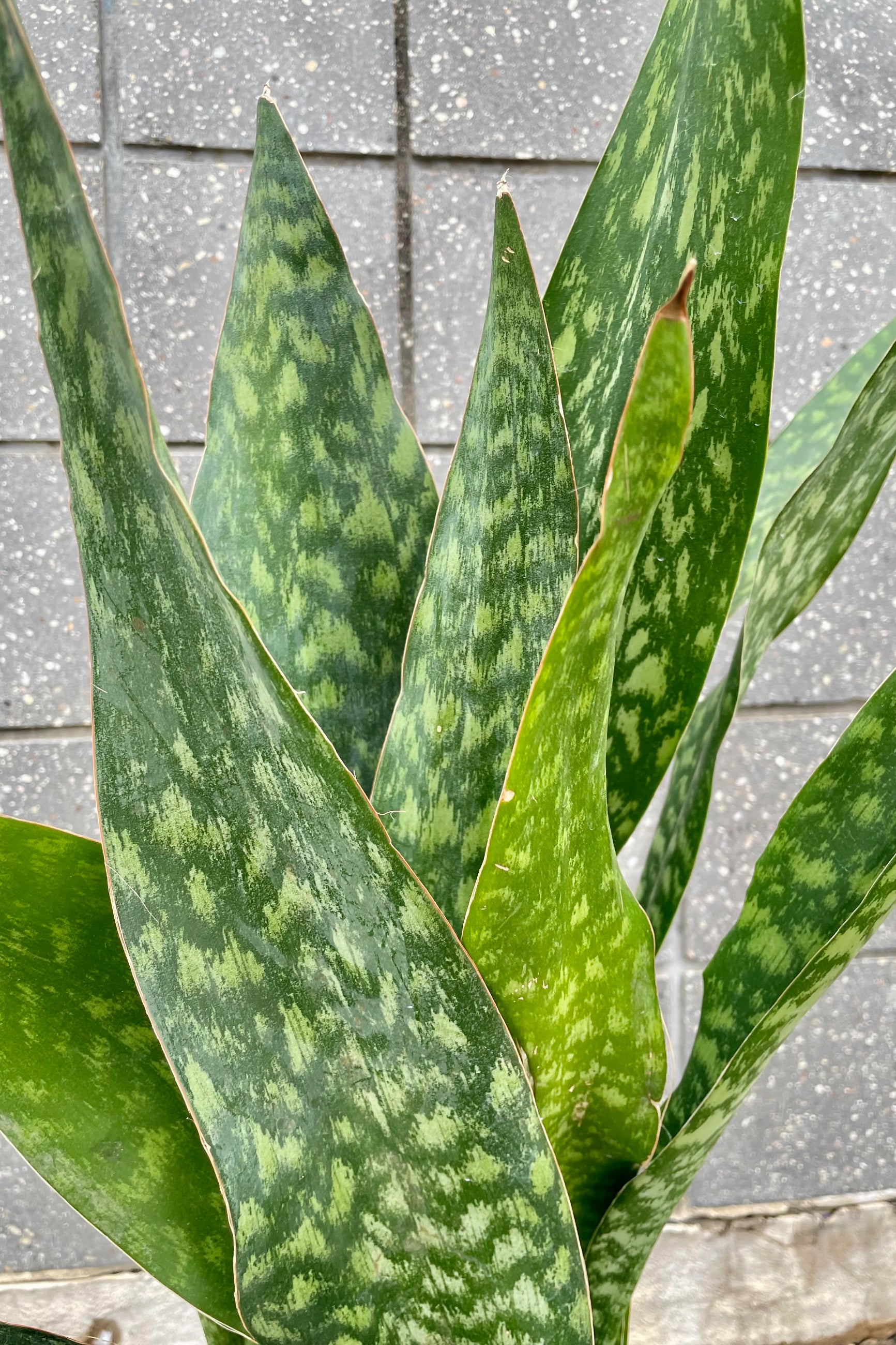 Sansevieria 'Jaboa' plant with wide strappy green leaves showing a silver grey mottled pattern. ©Sprout Home