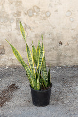 Large sansevieria laurenti in front of concrete wall