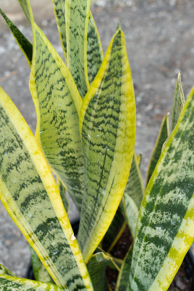 Close up of sanseviera laurenti snake plant leaves