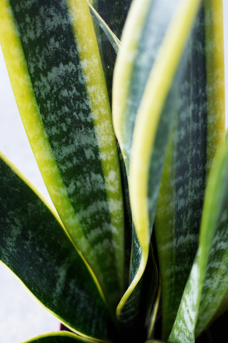 A detail view of Sansevieria 'Laurentii' 12" 