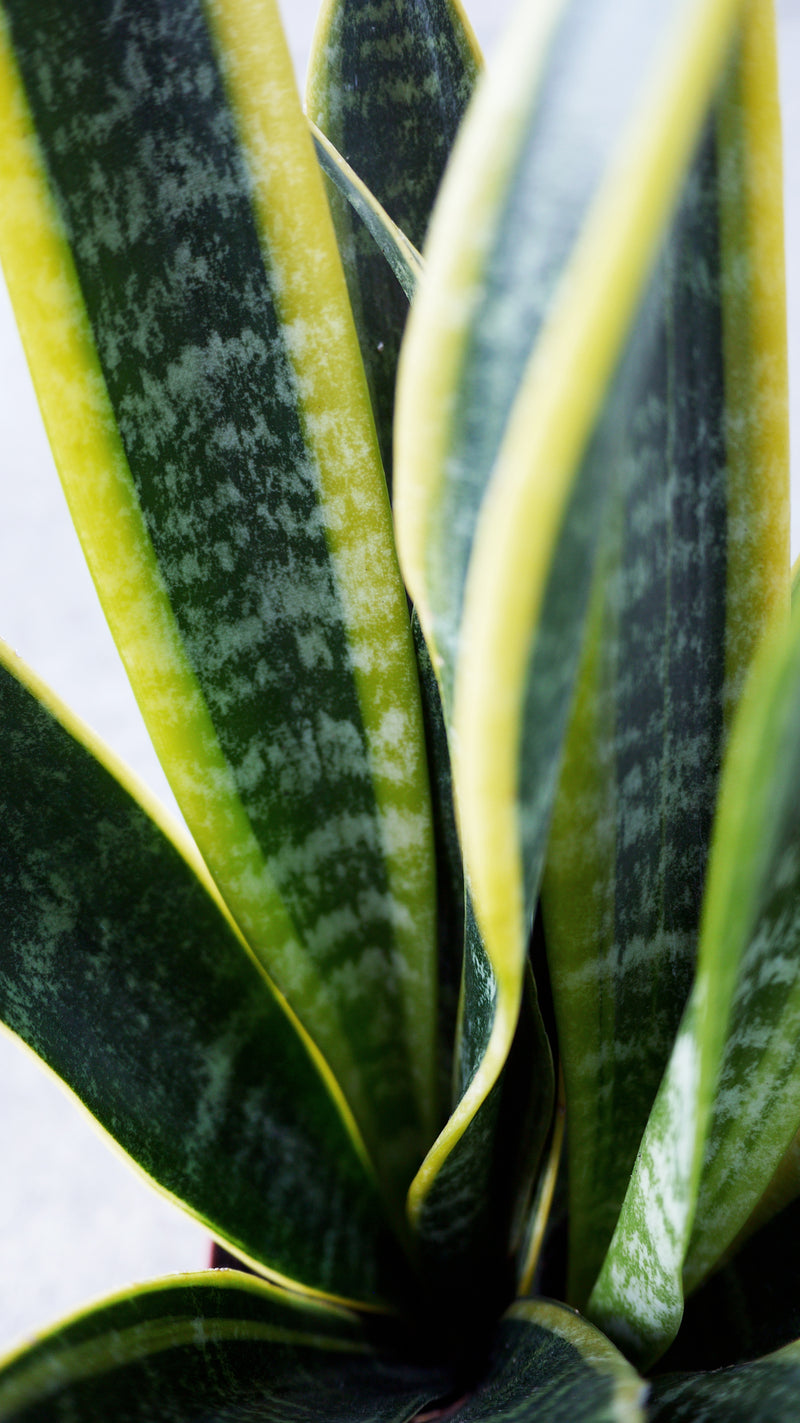 Detail shot of the yellow striped leaves of the Sansevieria 'Laurenti' plant.  