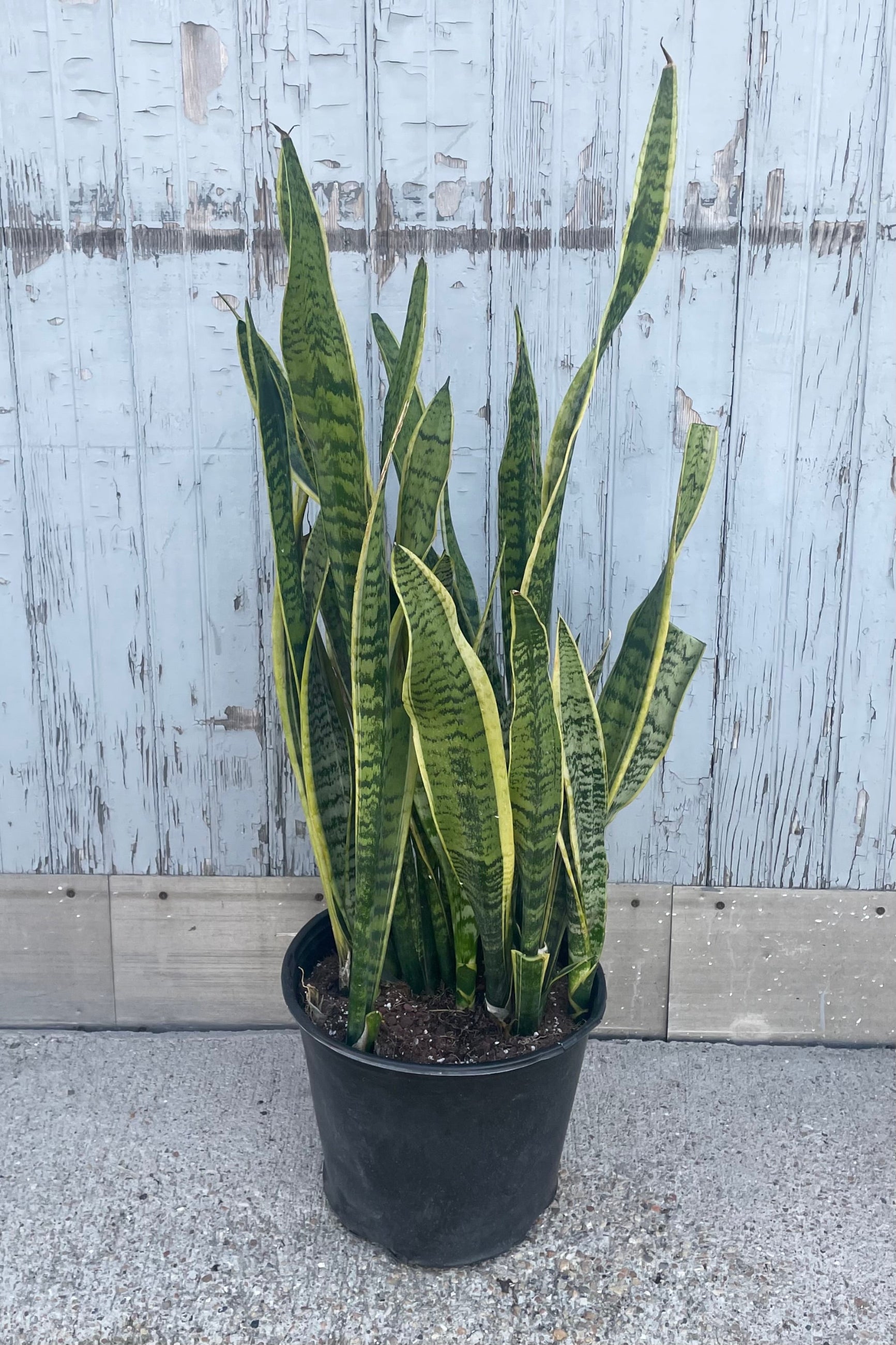 A full view of Sansevieria 'Laurentii' 12" in grow pot against wooden backdrop ©Sprout Home