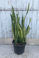 A full view of Sansevieria 'Laurentii' 12" in grow pot against wooden backdrop