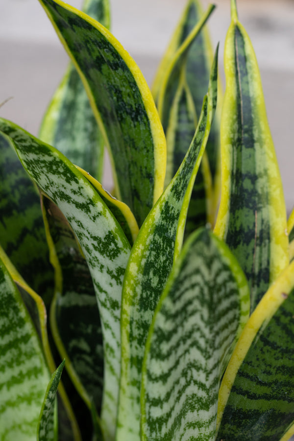 Close up of sansevieria 'Laurentii' leaves