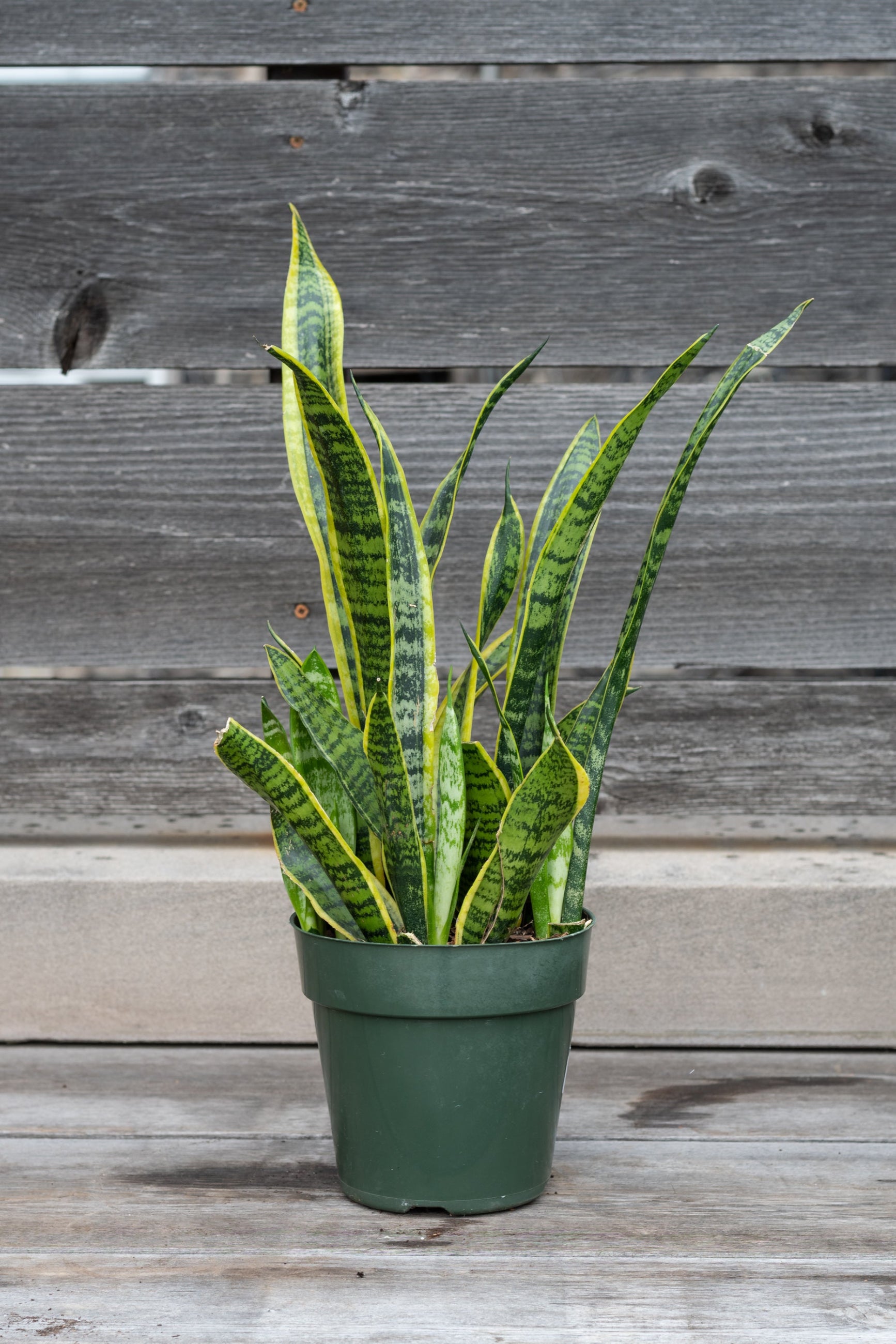 Sansevieria 'Laurentii' in grow pot in front of grey wood background ©Sprout Home