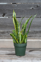 Sansevieria 'Laurentii' in grow pot in front of grey wood background
