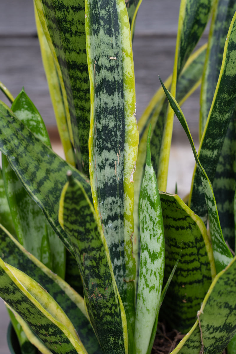 Close up of Sansevieria 'Laurentii' leaves