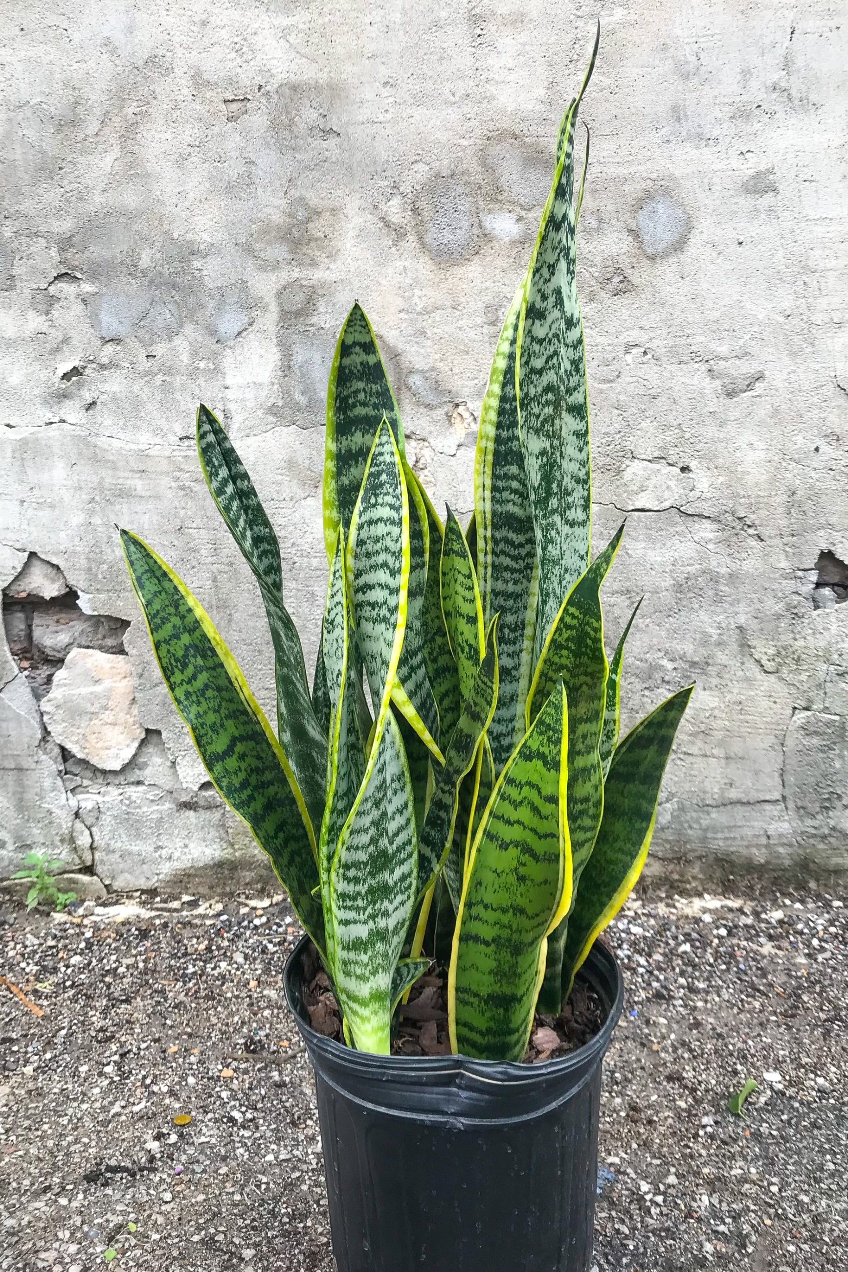 Sansevieria 'Laurentii' in grow pot in front of concrete background ©Sprout Home