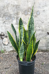 Sansevieria 'Laurentii' in grow pot in front of concrete background