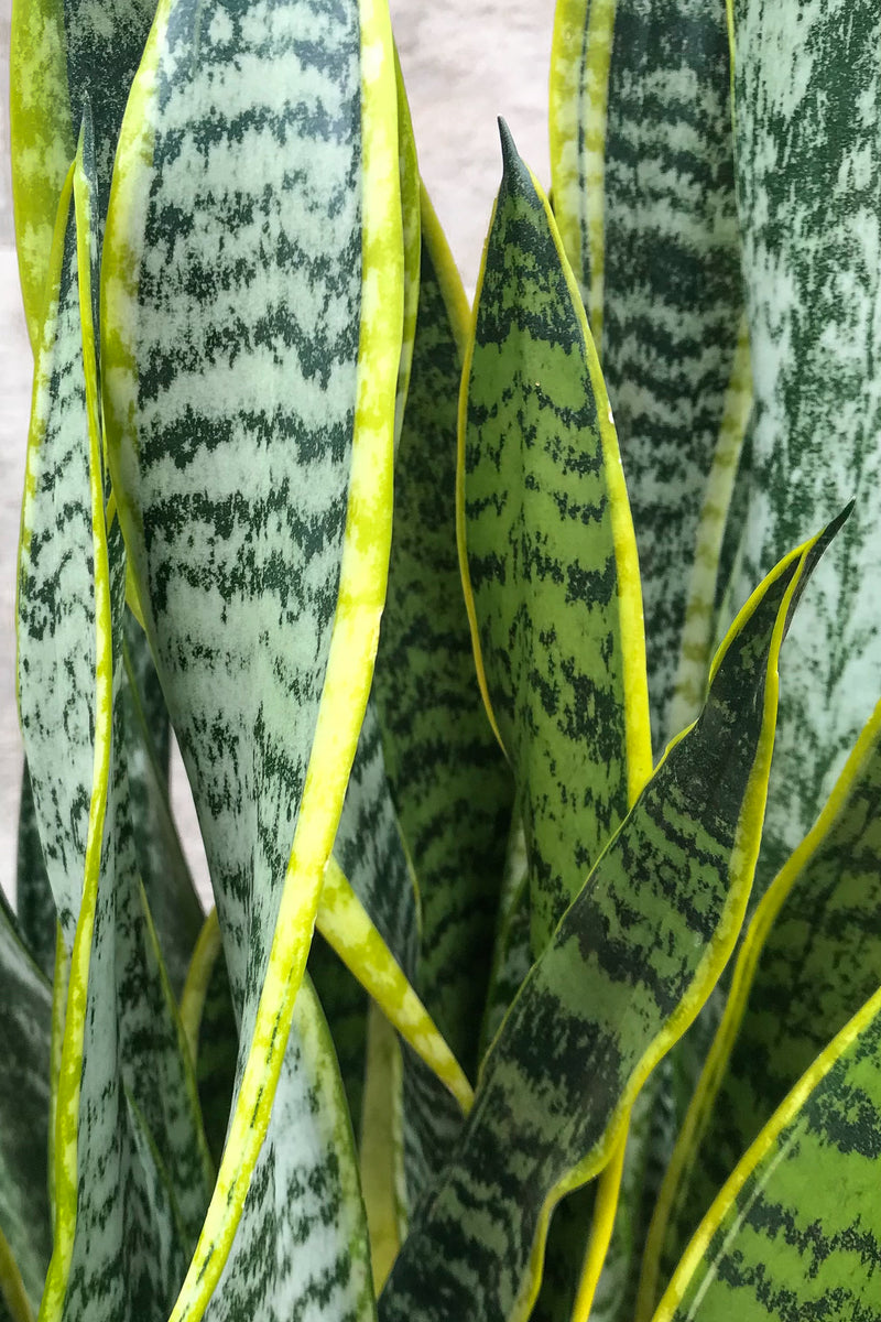 Close up of sanseviera laurenti snake plant leaves