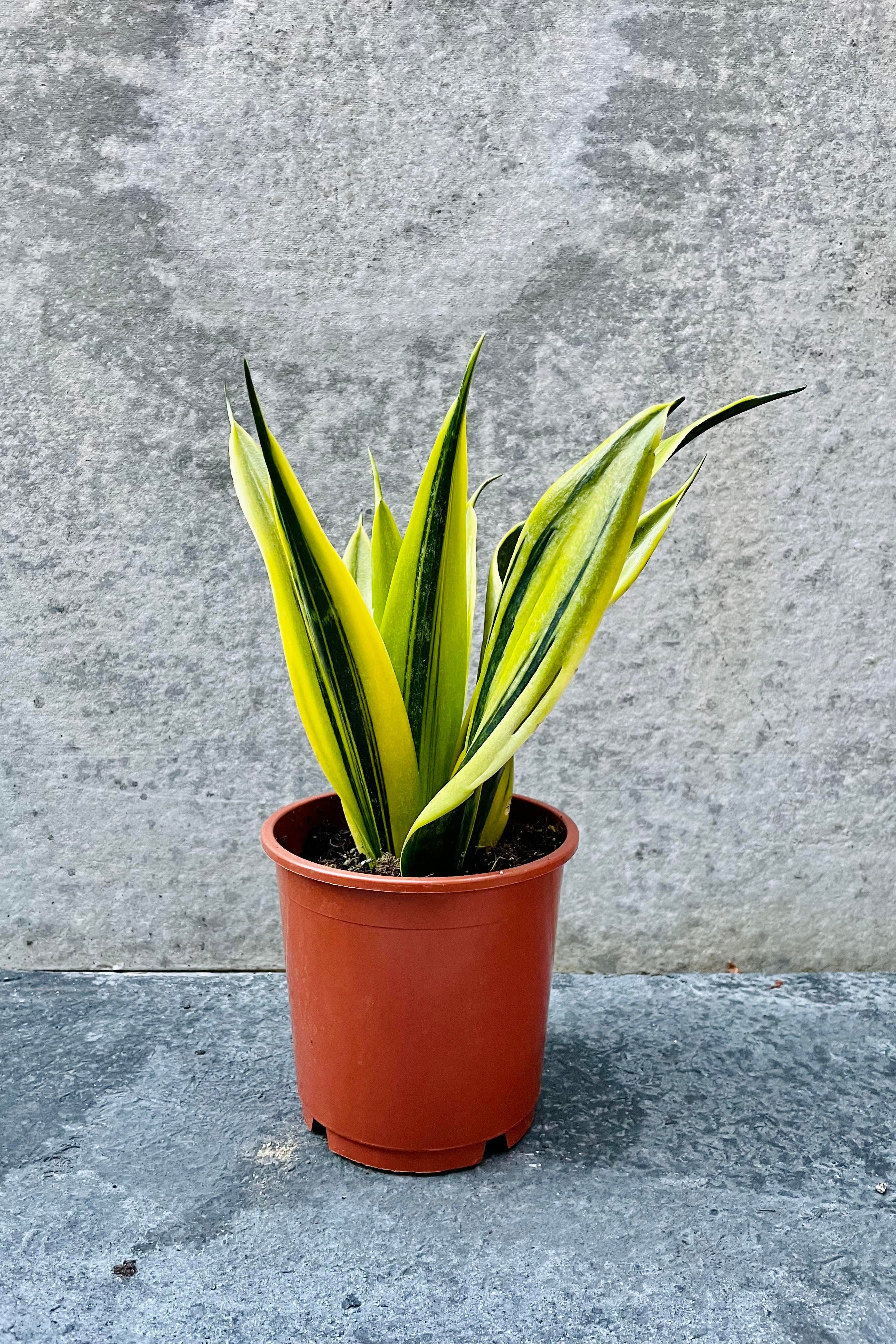 Sansevieria 'La Rubia' 6"