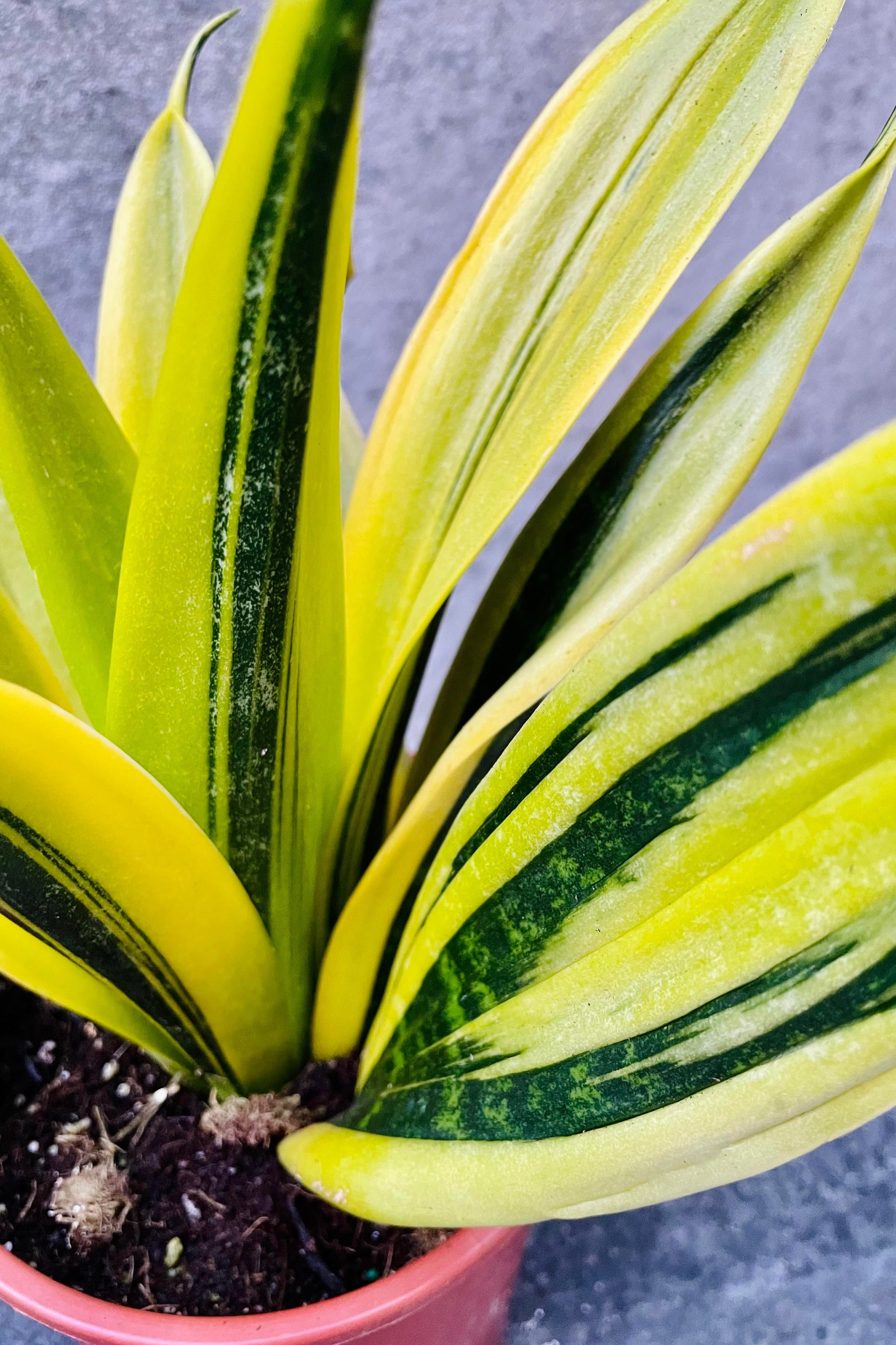 A potted Sansevieria plant with short neon green/yellow leaves and dark green streaks, placed on a surface with part shade. ©Sprout Home
