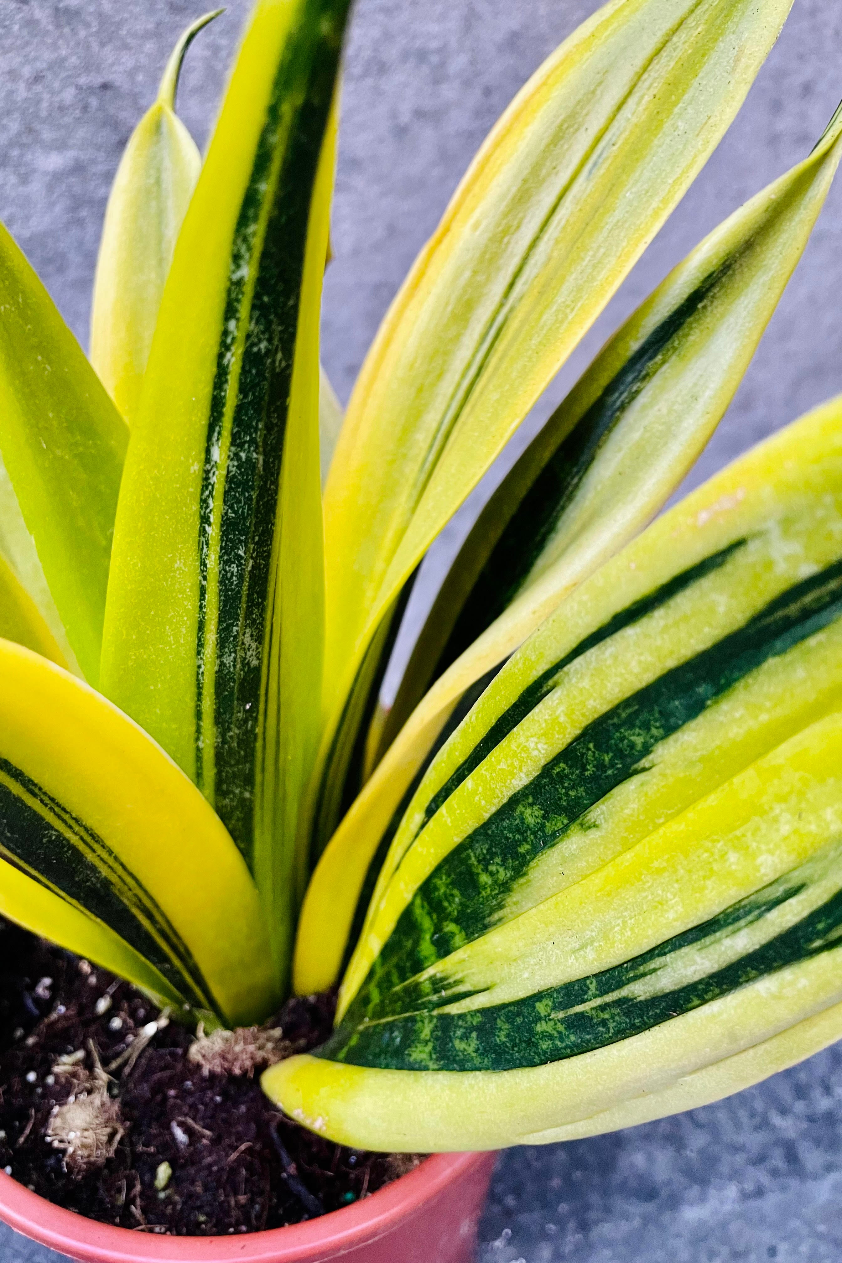 Sansevieria 'La Rubia' 6"