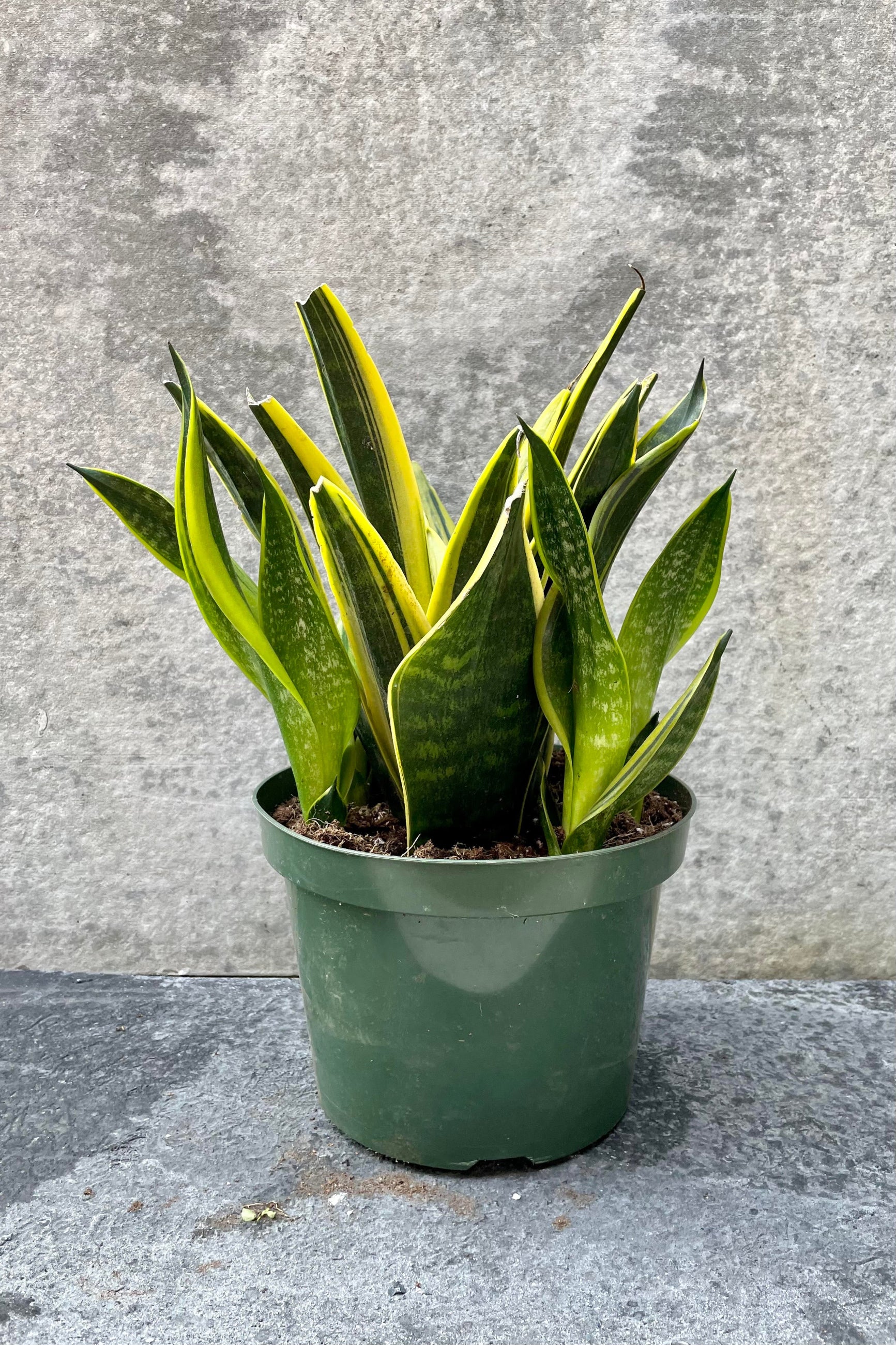 The Sanseviera 'La Rubia' sits pretty in its 8 inch pot against a grey backdrop. ©Sprout Home