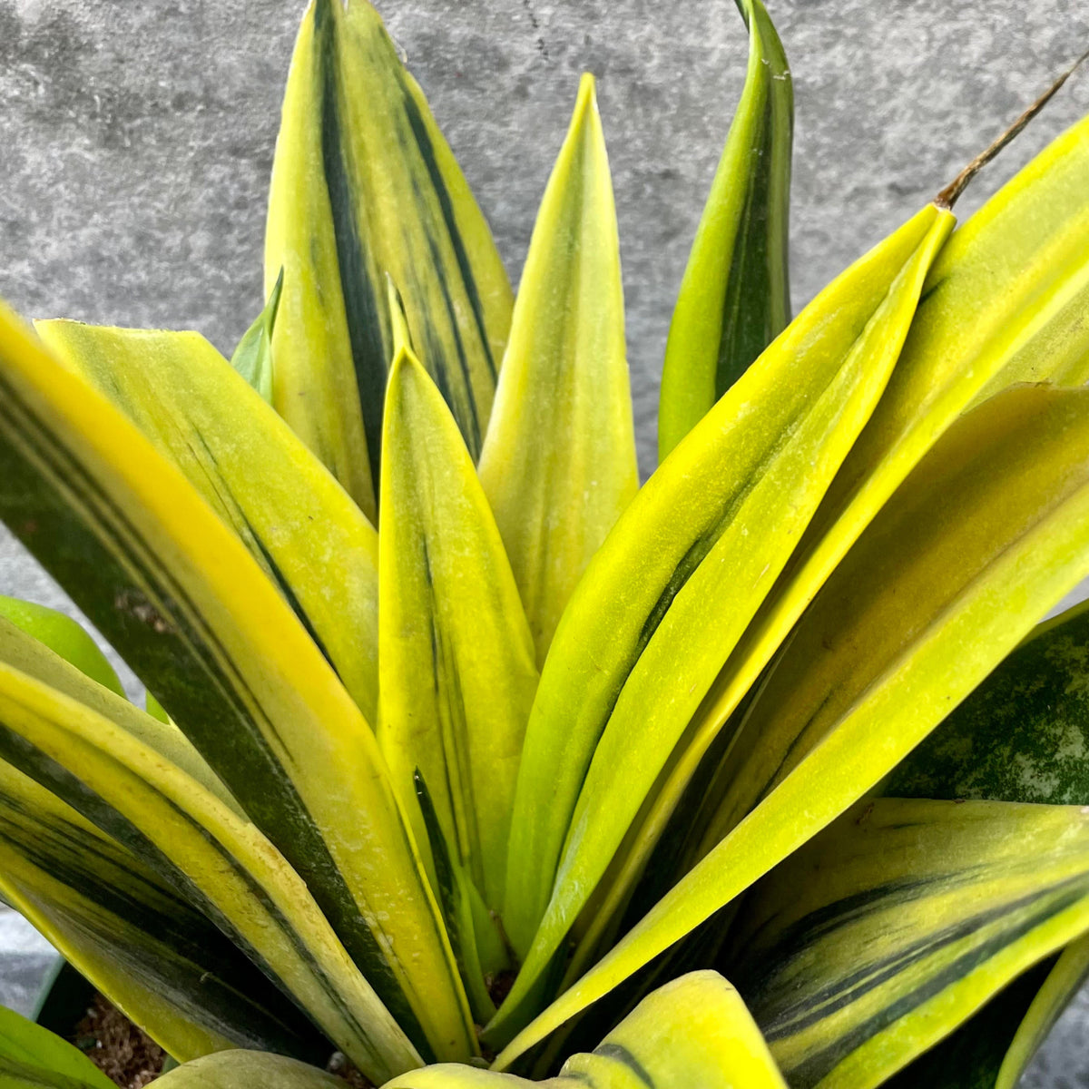 sansevieria la rubia care Sansevieria 'La Rubia' 7" at SPROUT HOME