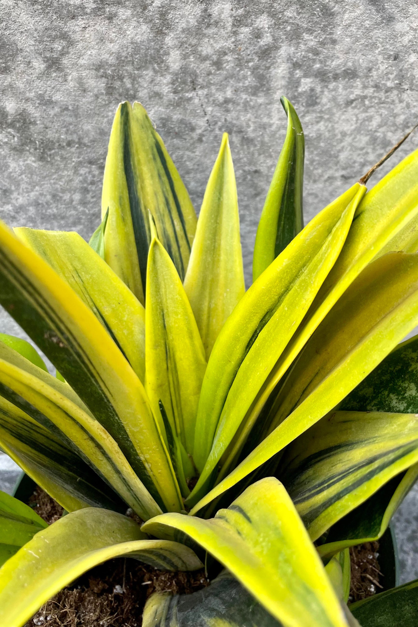 The Sansevieria 'La Rubia' sports a beautiful, floral-like center with yellow and green leaves. ©Sprout Home