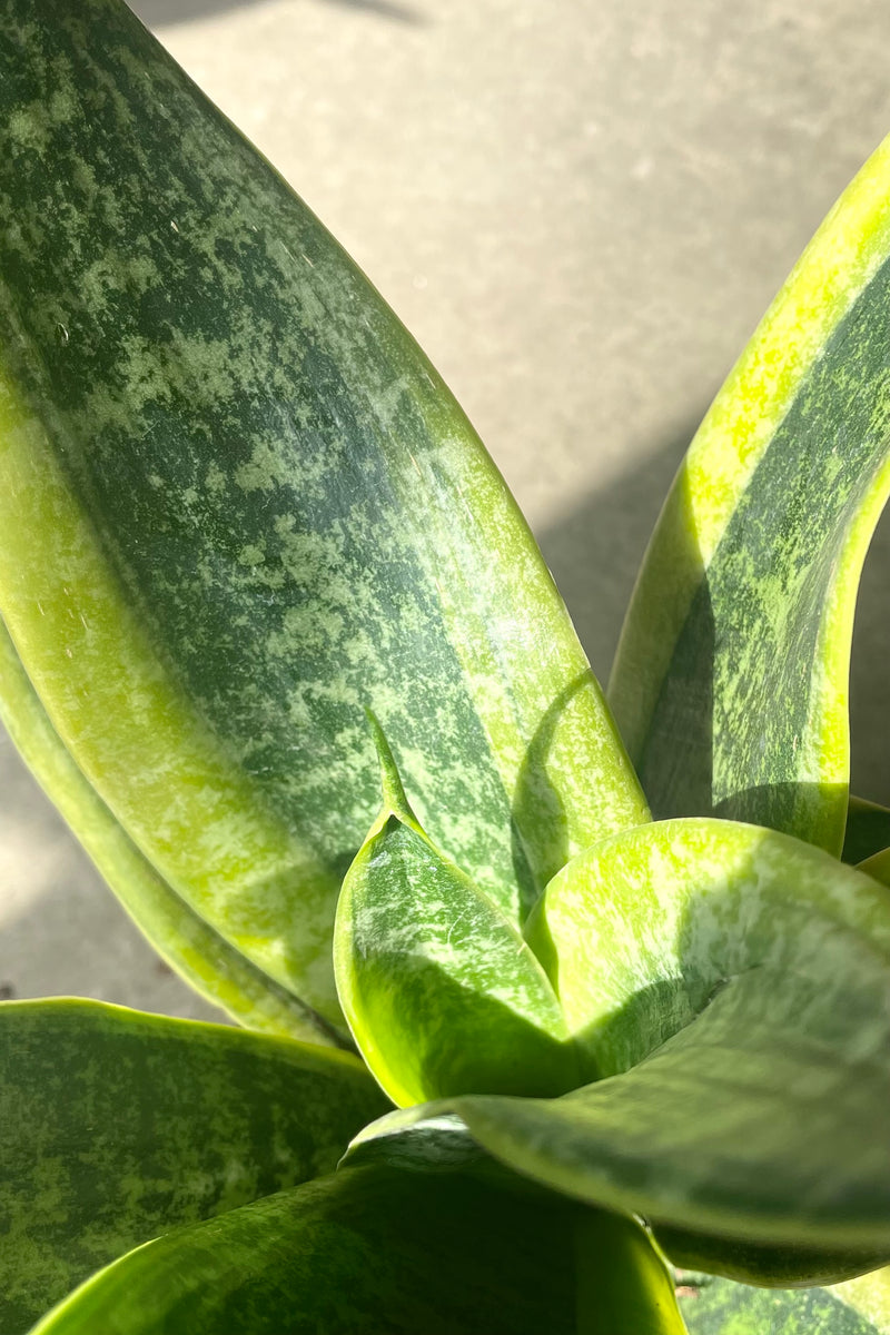 A detailed view of the leaves of Sansevieria 'Laurentii Robusta' 6" against concrete backdrop