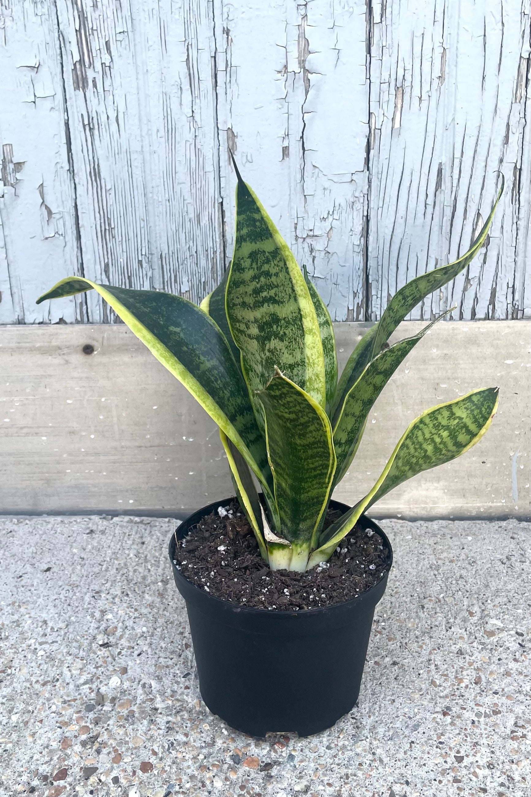 A full view of Sansevieria 'Laurentii Robusta' 6" in grow pot against wooden backdrop ©Sprout Home