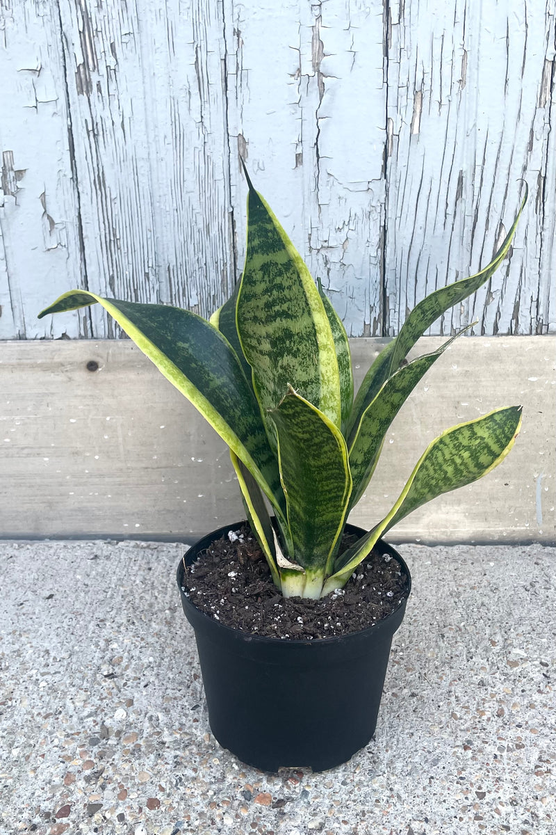 A full view of Sansevieria 'Laurentii Robusta' 6" in grow pot against wooden backdrop
