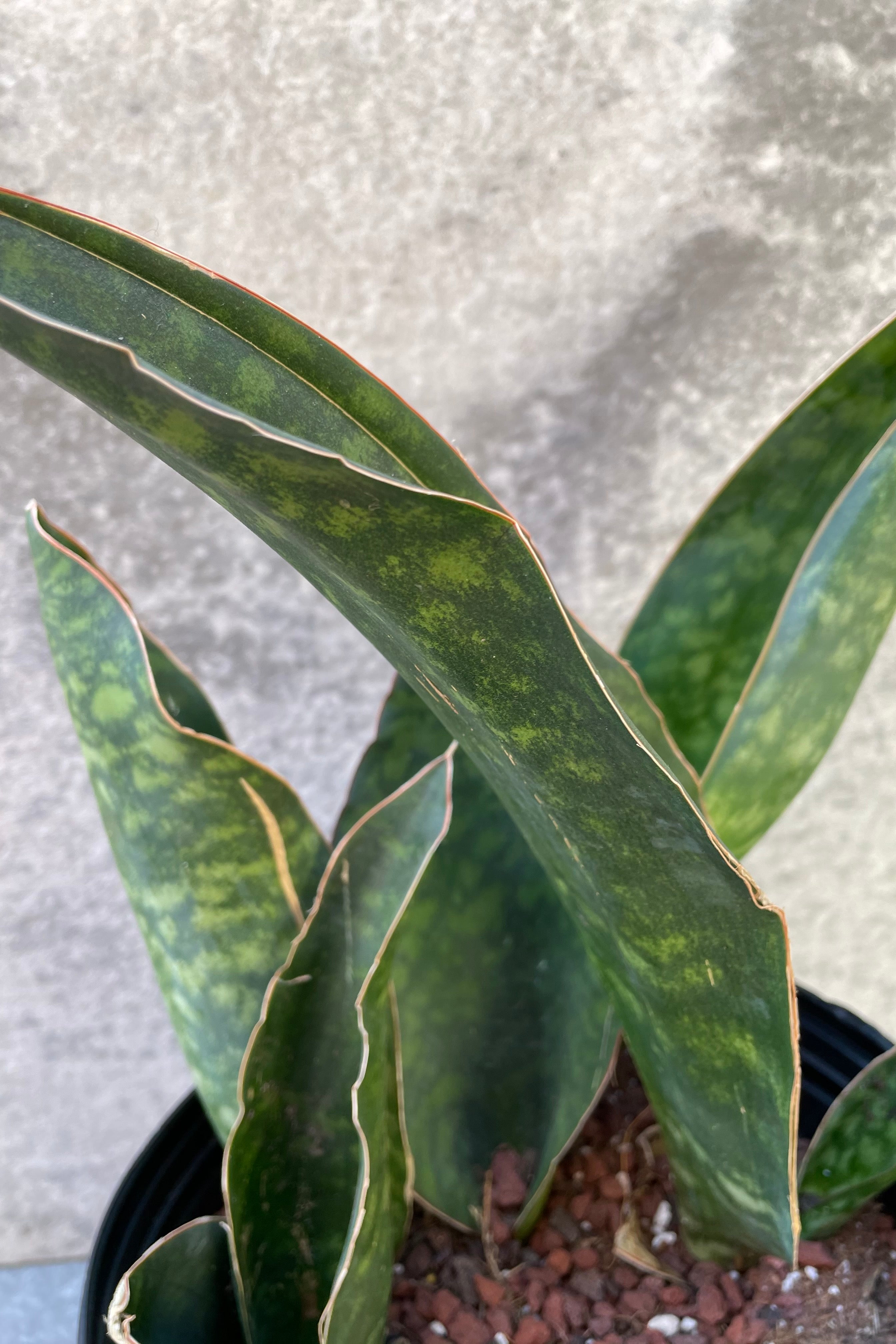 Sansevieria masoning large pallet like leaves.