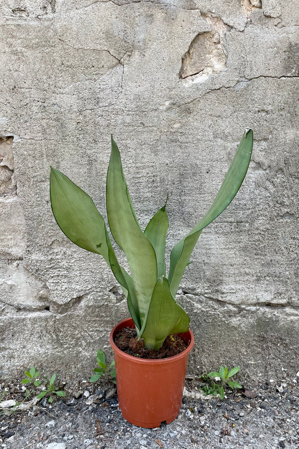 Photo of silver and green leaves of Sansevieria in orange pot