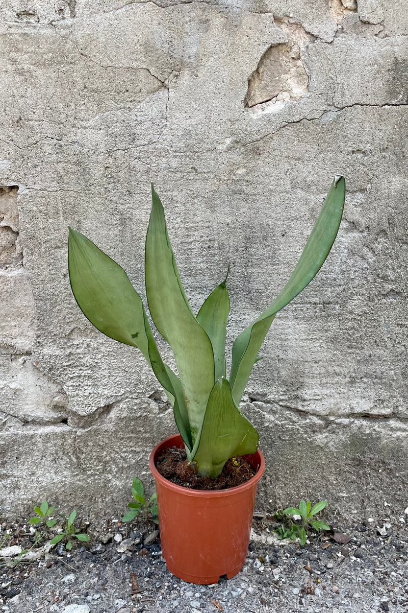 Photo of silver and green leaves of Sansevieria in orange pot