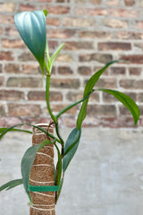 Close photo of narrow green leaves of Philodendron panduriforme